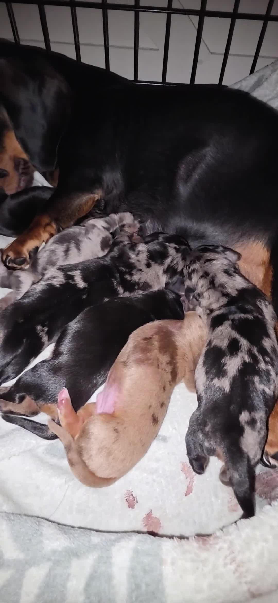 Miniature Dachshund dogs for sale: Miniature Dachshunds  - Video 1