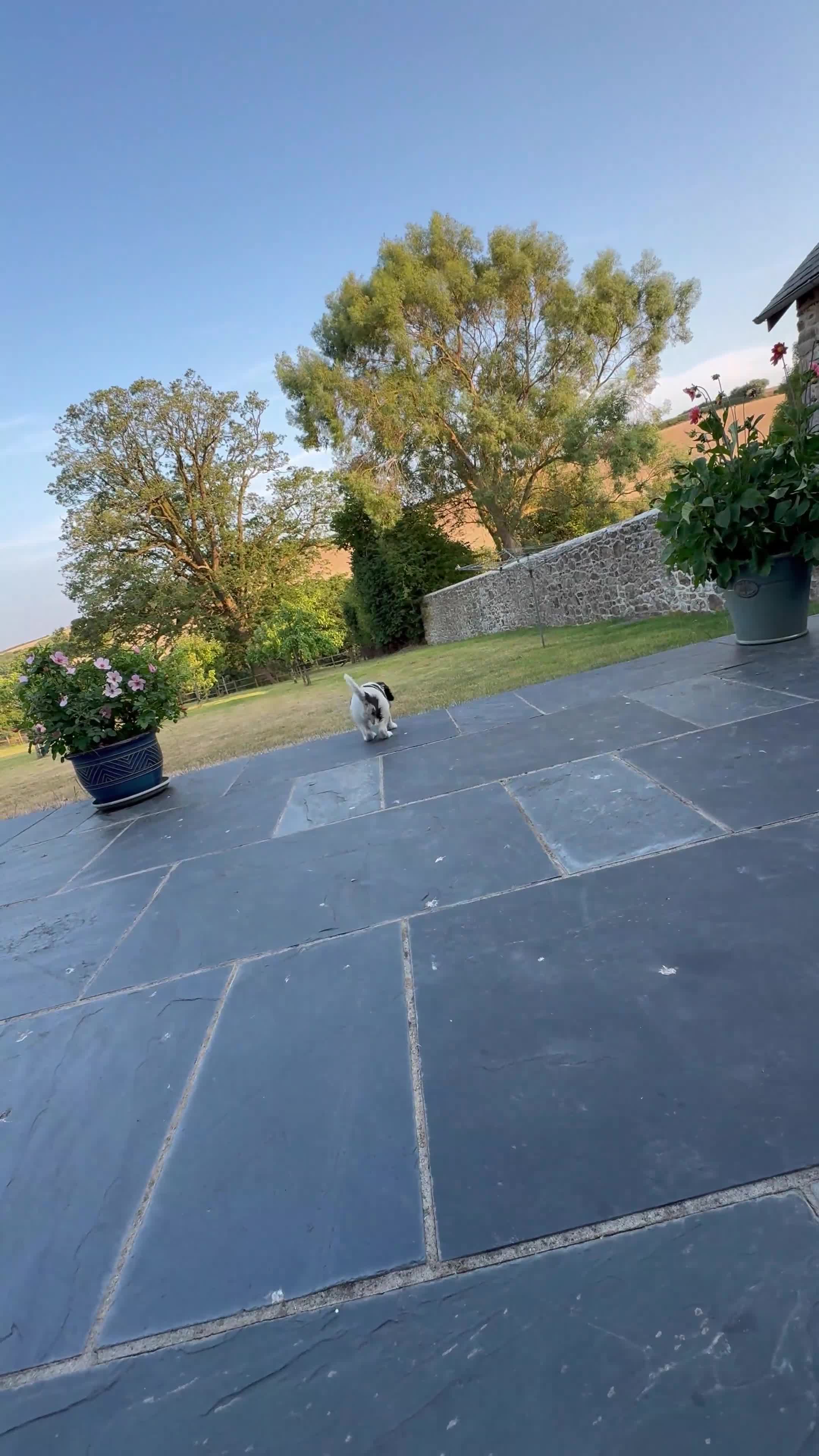 English Springer Spaniel dogs for sale: Springer Spaniel Puppy in Okehampton - Video 1