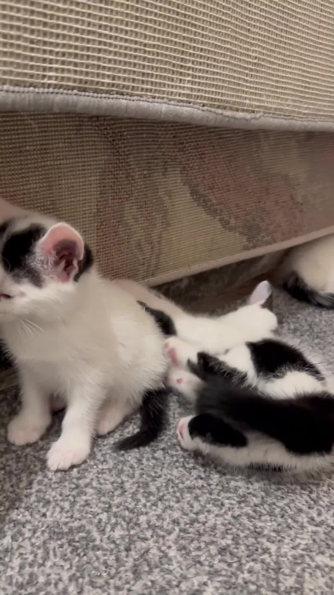 Domestic Shorthair cats for sale: Adorable Black & White Domestic Shorthair Kittens - Video 2