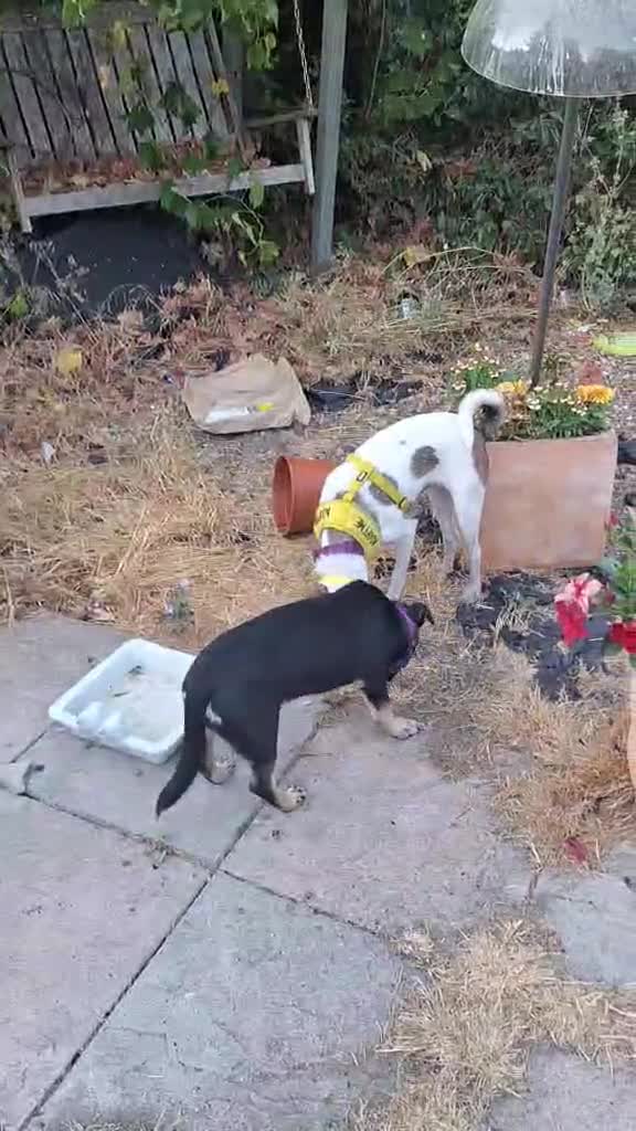 Jack Russell dogs for adoption: Toby -Mini Jack Russell in Camberley - Video 1
