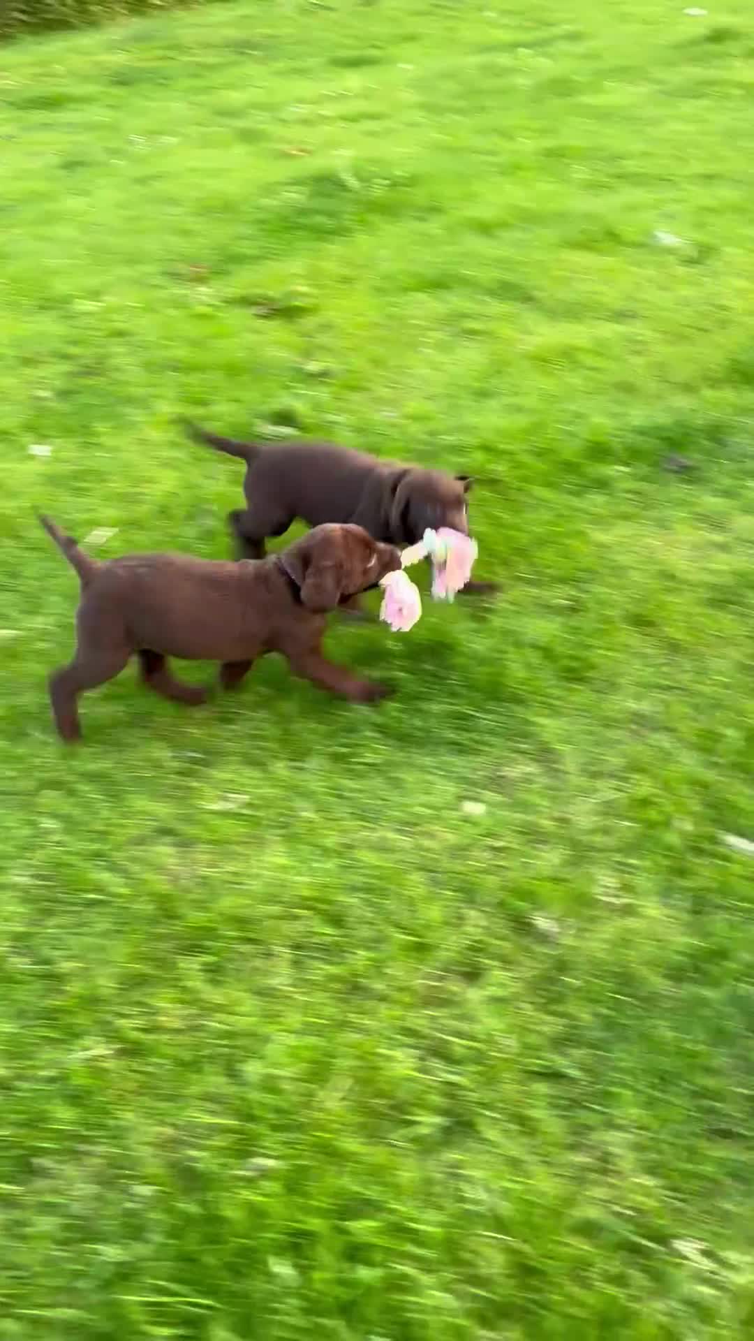 Labrador Retriever dogs for sale: Chocolate Labradors  - Video 2