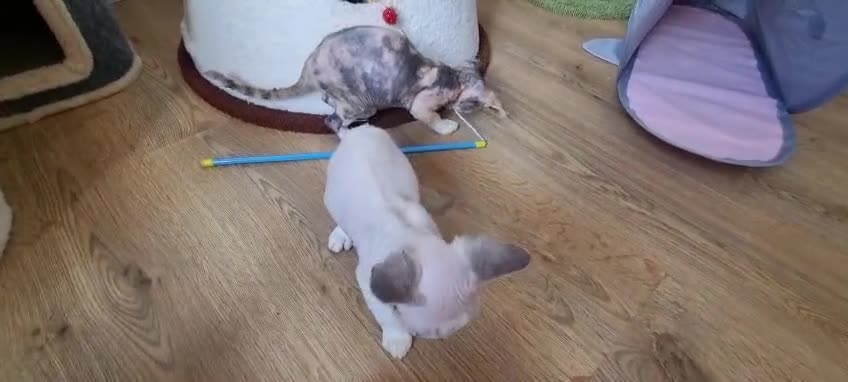 Devon Rex cats for sale: Devon Rex Kittens-Ready for Their Forever Homes! - Video 3