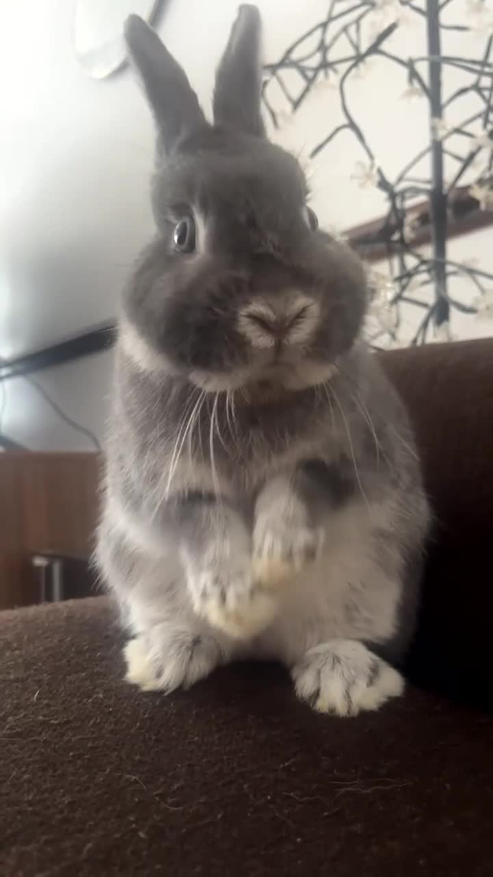 Netherland Dwarf rabbits for sale: Male rabbit for sale  - Video 1