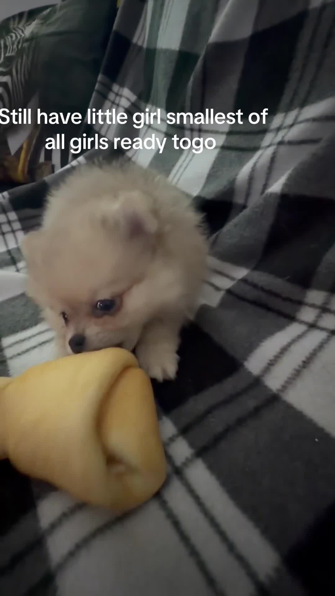 Pomeranian dogs for sale: Beautiful sable little girl in Edinburgh - Video 1