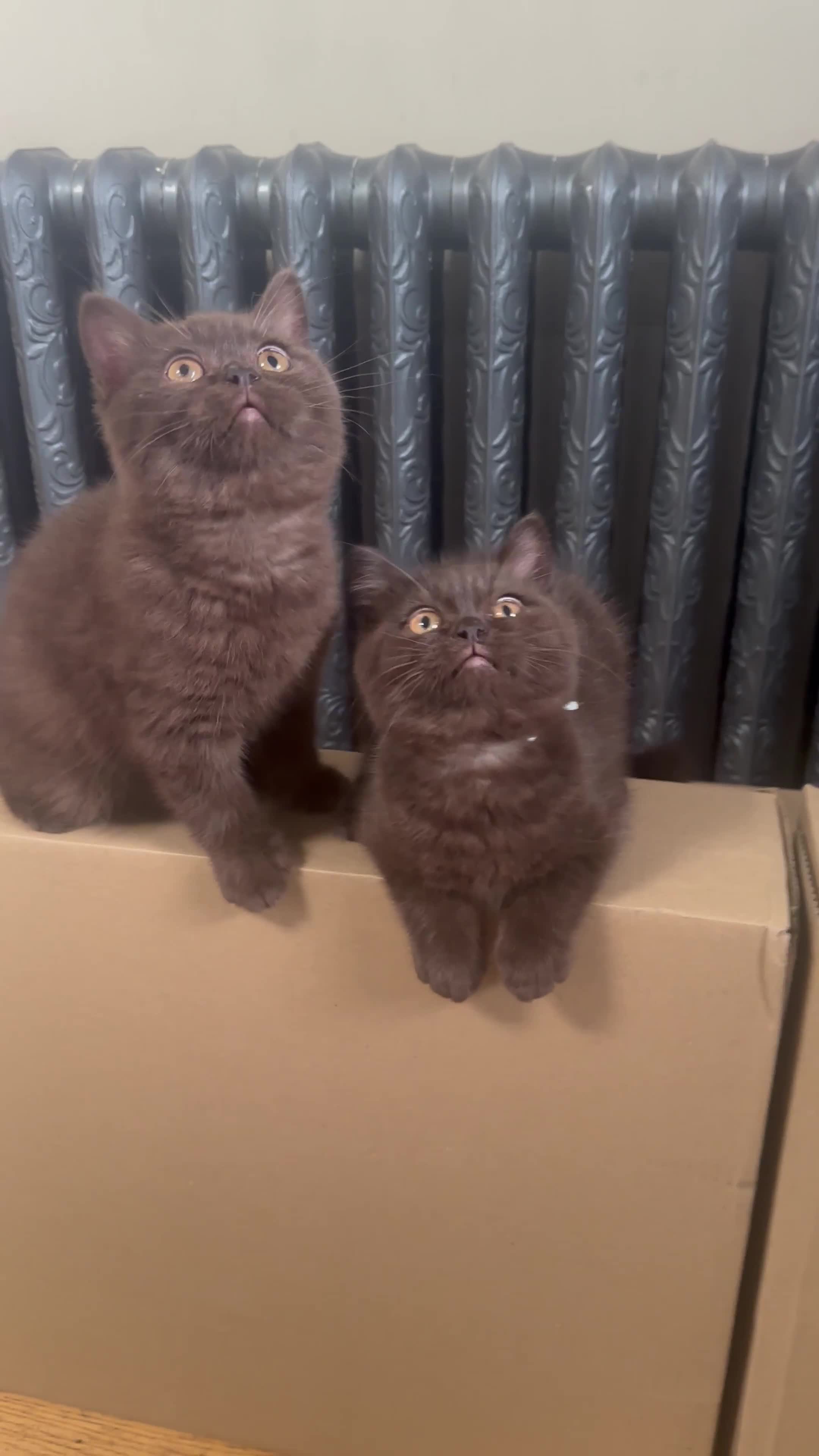 British Shorthair cats for sale: READY NOW GCCF REG CHUNKY CHOCOLATE  BS KITTENS  - Video 3
