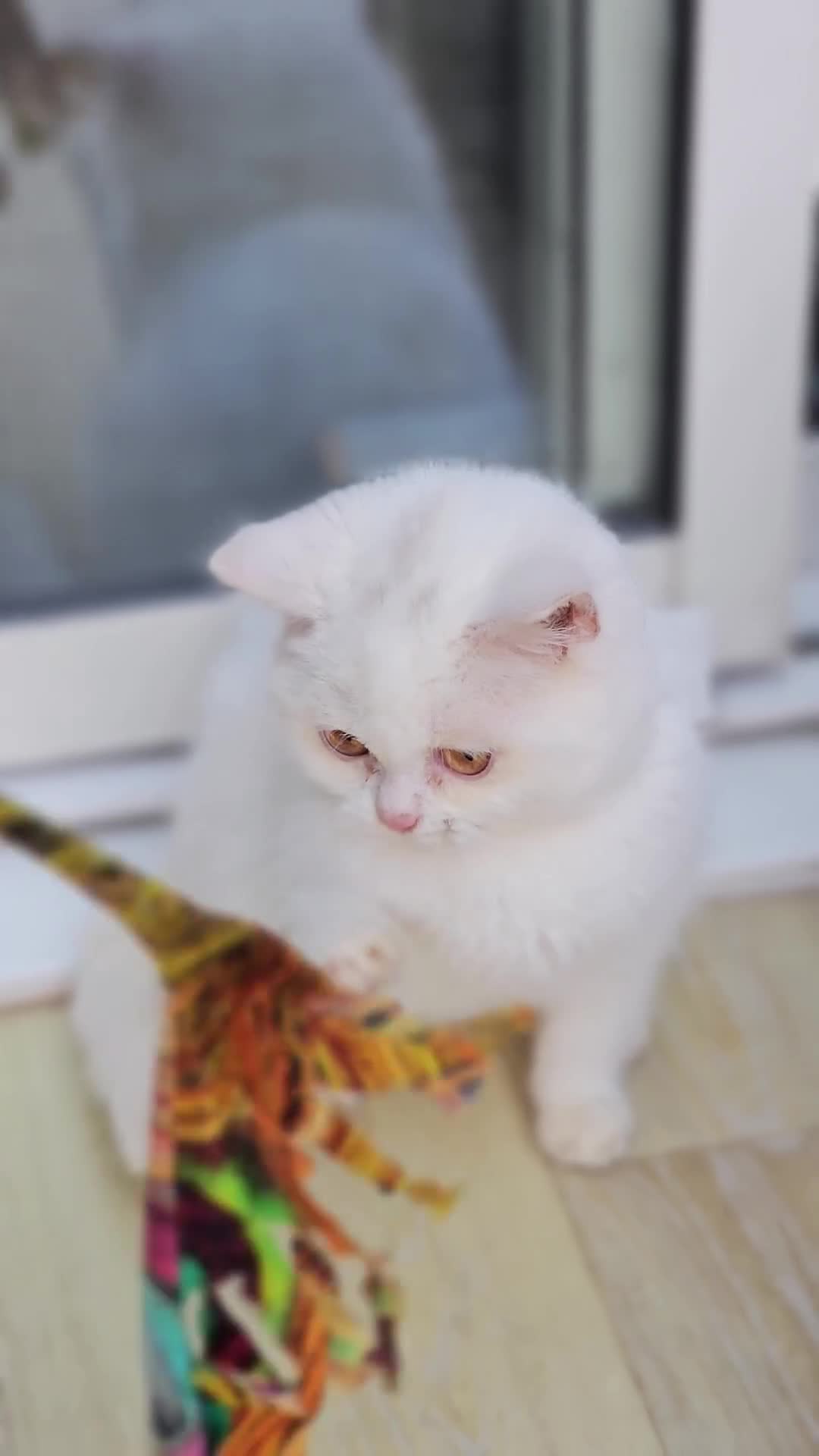 British Shorthair cats for sale: Reserved British Shorthair WHITE female kittens - Video 1