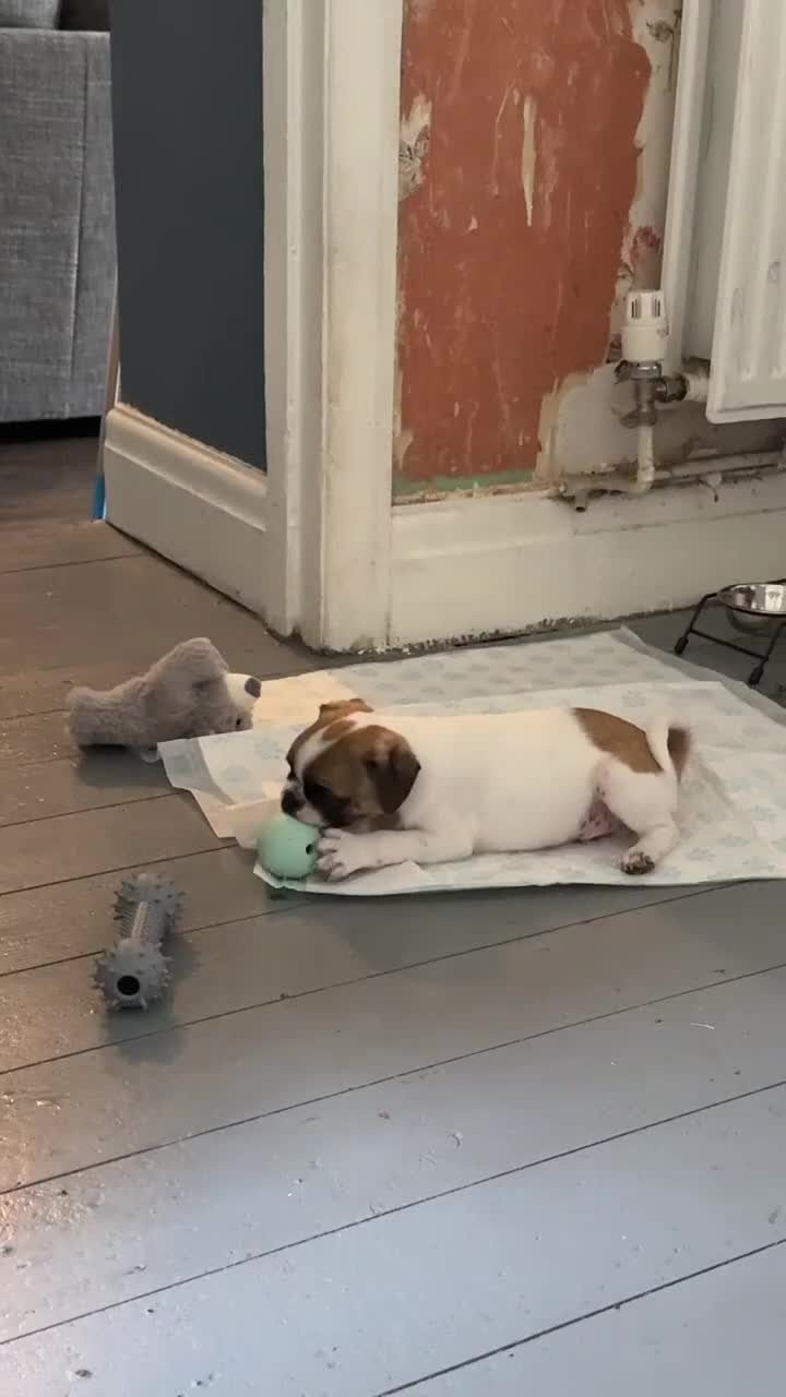 Frug dogs for sale: Frug puppie - Video 1