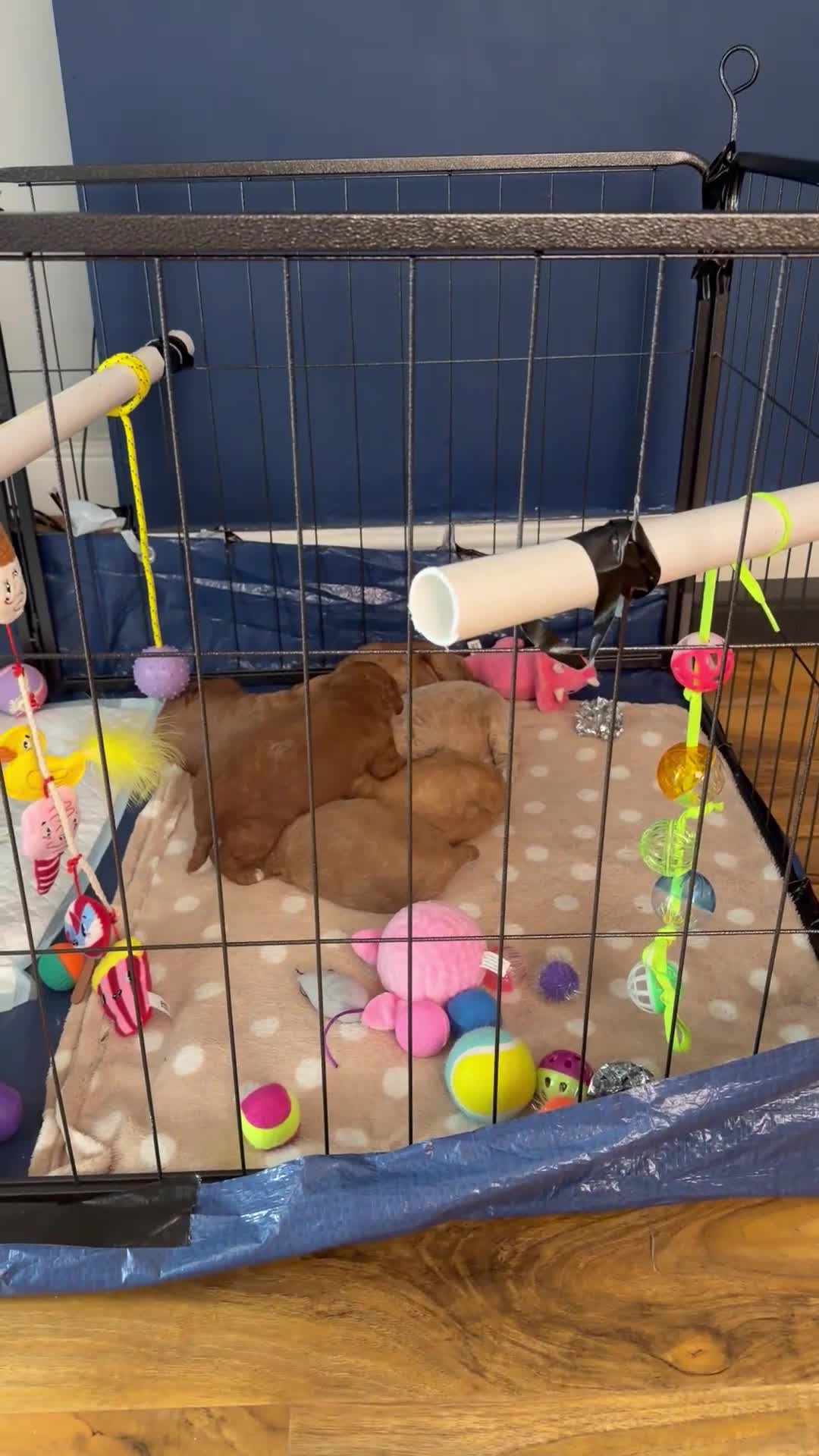 Goldendoodle dogs for sale: Beautiful Golden Doodle puppies 3 boys 3 girls  in Stoke-on-Trent - Video 2
