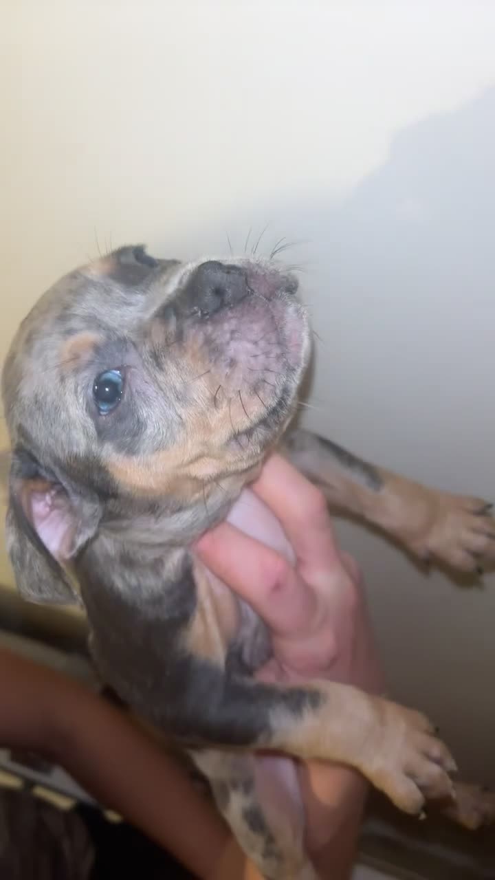 American Bully dogs for sale: pocket bully pups - Video 3