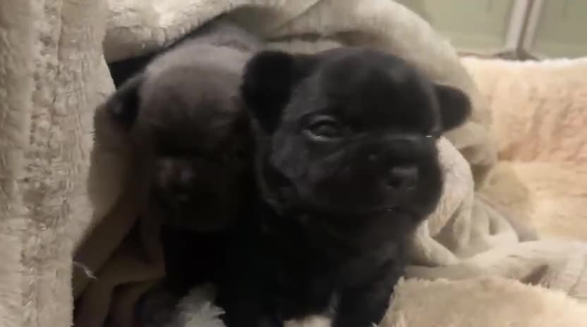 French Bulldog dogs for sale: French bulldog puppies for sale to good homes - Video 1