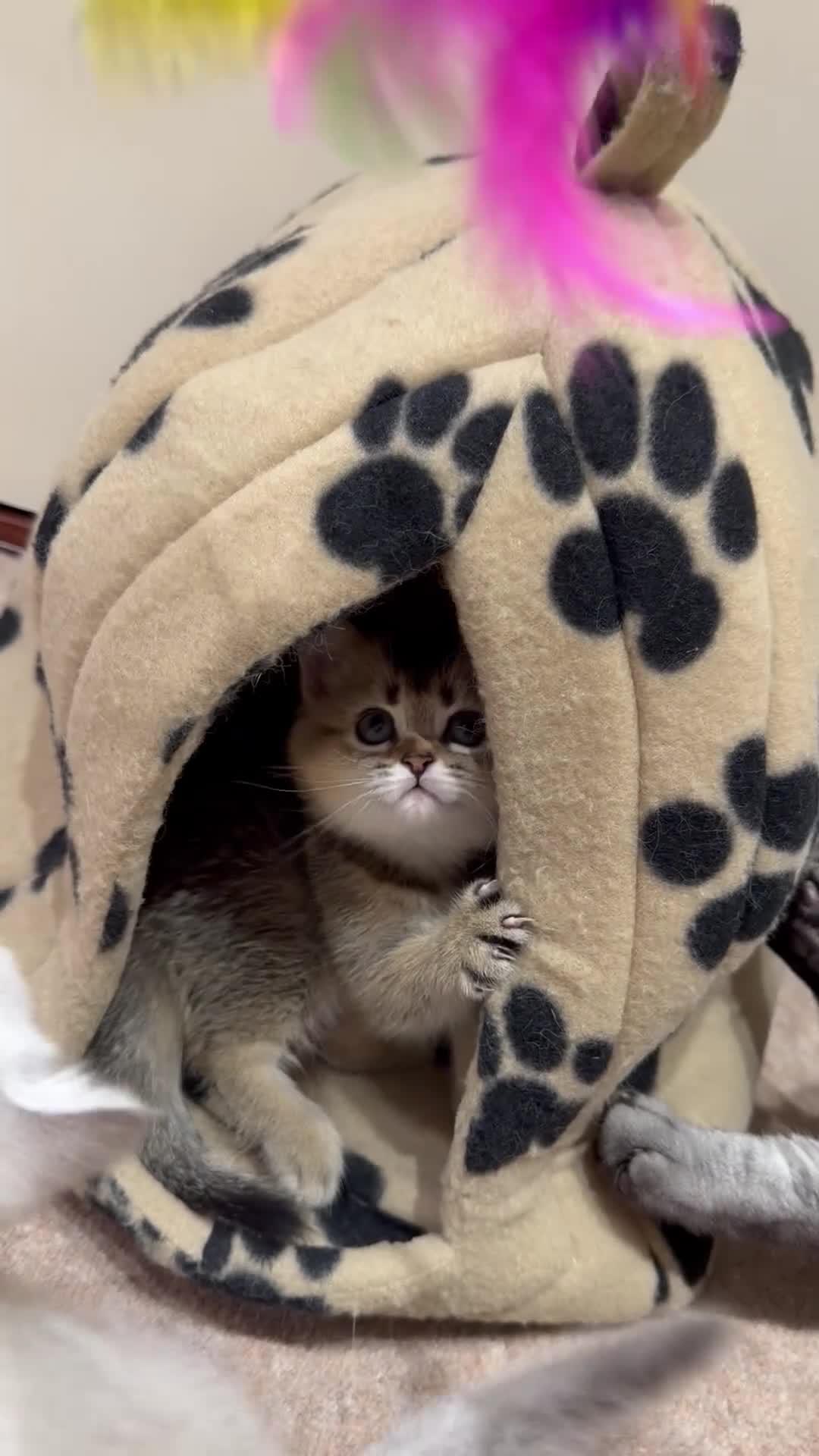 Scottish Fold cats for sale: Purrfect kitten  - Video 1