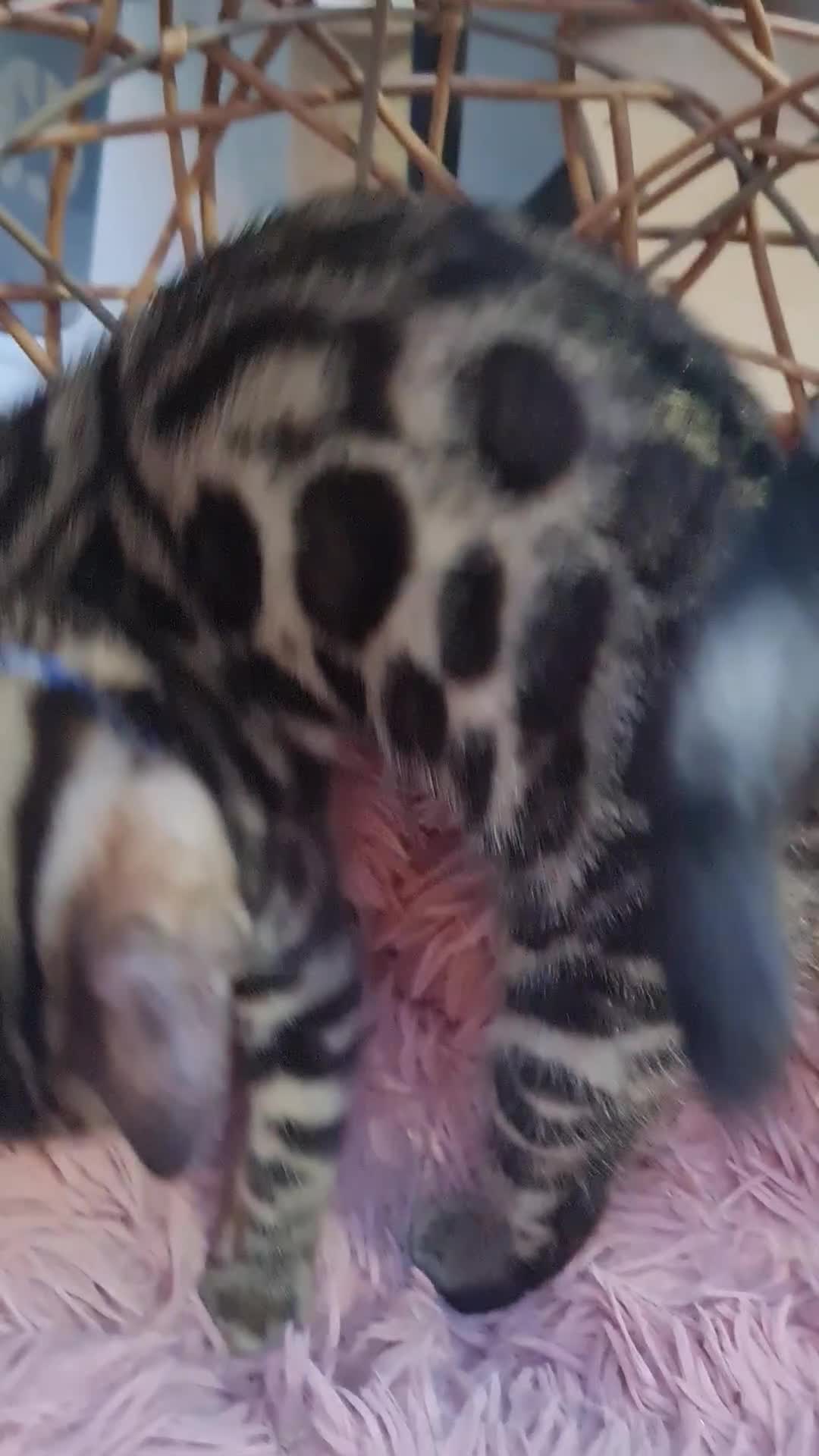 Bengal cats for sale: ❤️ Gorgeous Pure Bengal Babies! ❤️ - Video 5