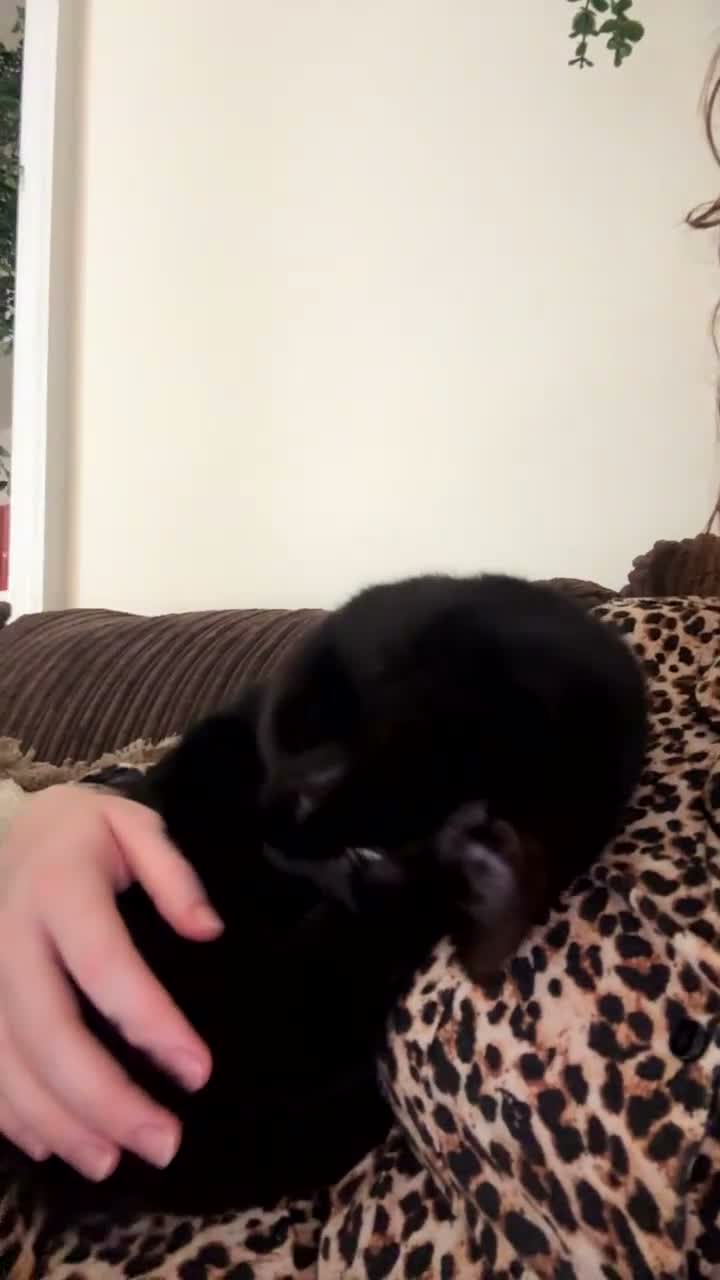 Mixed Breed cats for sale: Kitten looking to be re-homed - Video 1