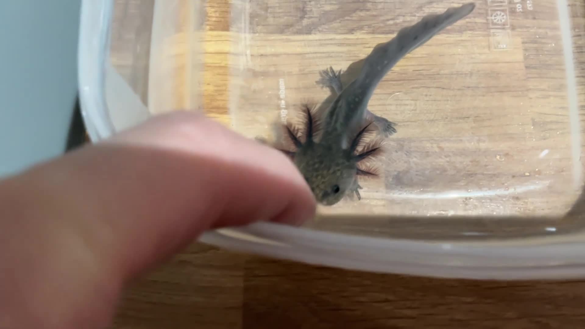 Axolotl reptiles for sale: Axolotl Jeuveniles  - Video 2