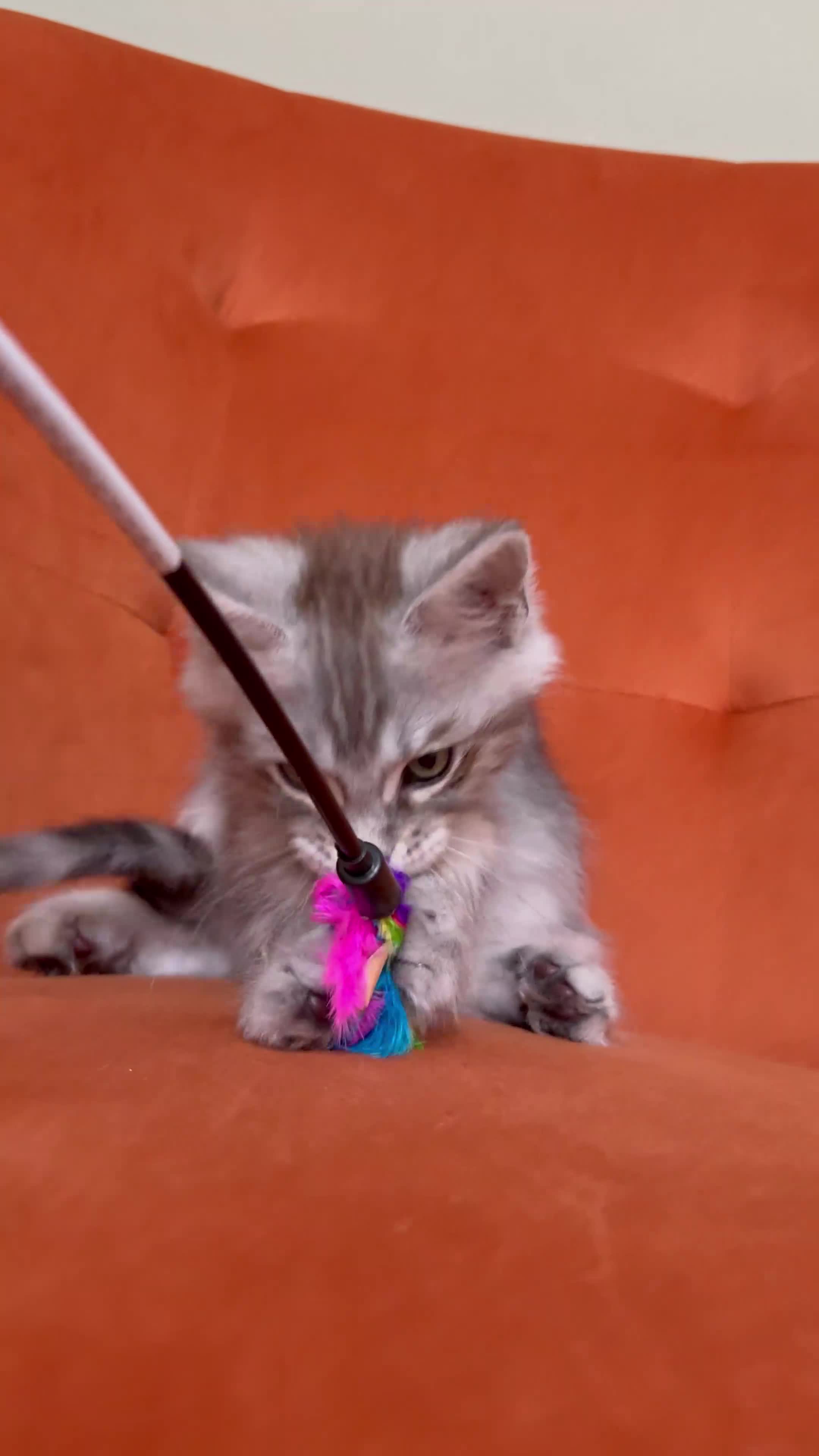 Maine Coon cats for sale: Champion bloodlines✨Breathtaking Maine Coon beauty - Video 2