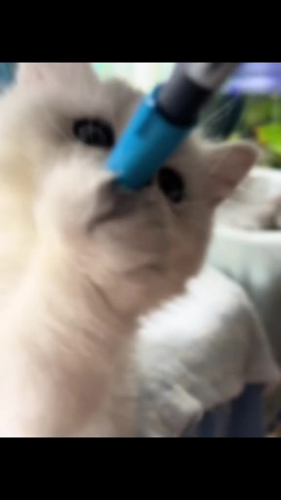 British Longhair cats for sale: READY NOW ‼️🏆British Longhair Boy.GCCF  - Video 1