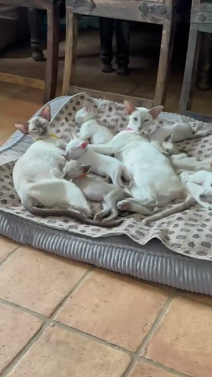Siamese cats for sale: Pedigree, top quality kittens  - Video 2