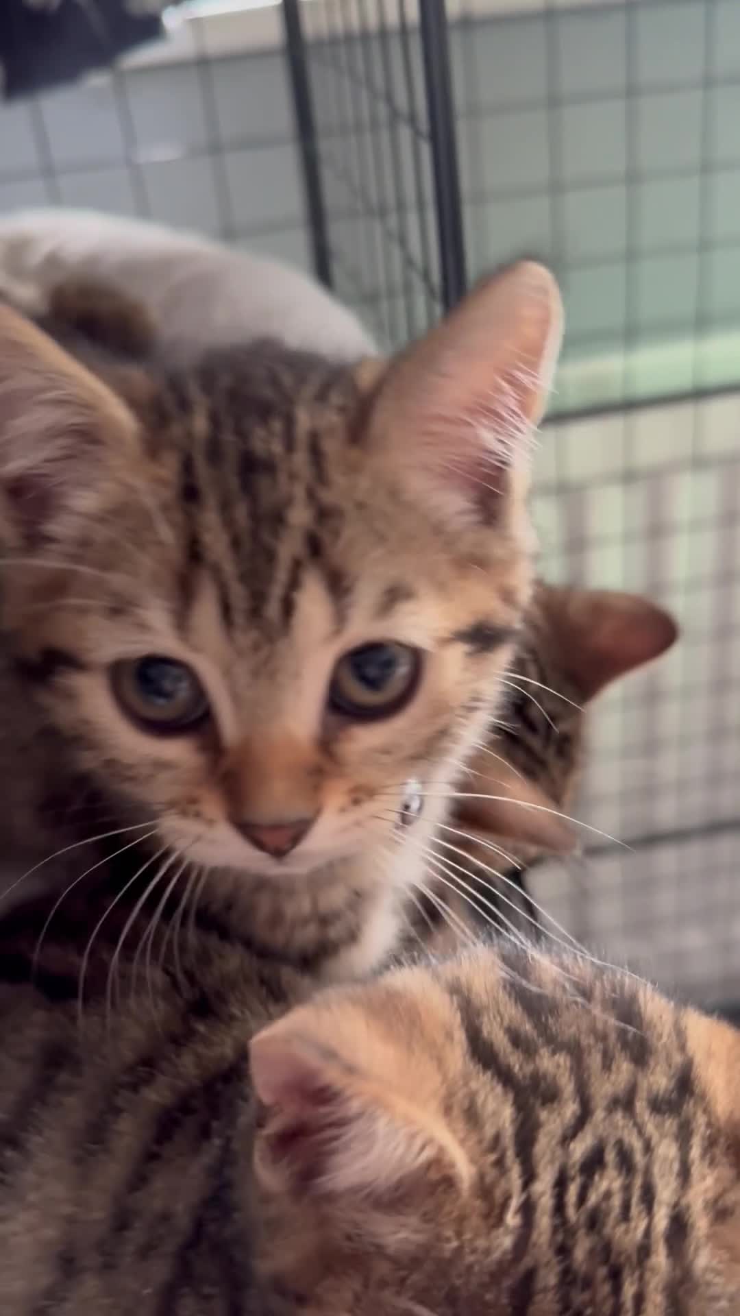 Bengal cats for sale: Stunning beautiful natured bengal cross kittens - Video 3