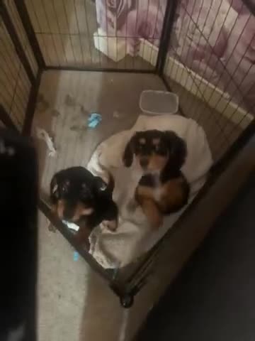 Dachshund dogs for sale: Beautiful girl Loves to be cuddled in Rotherham - Video 1