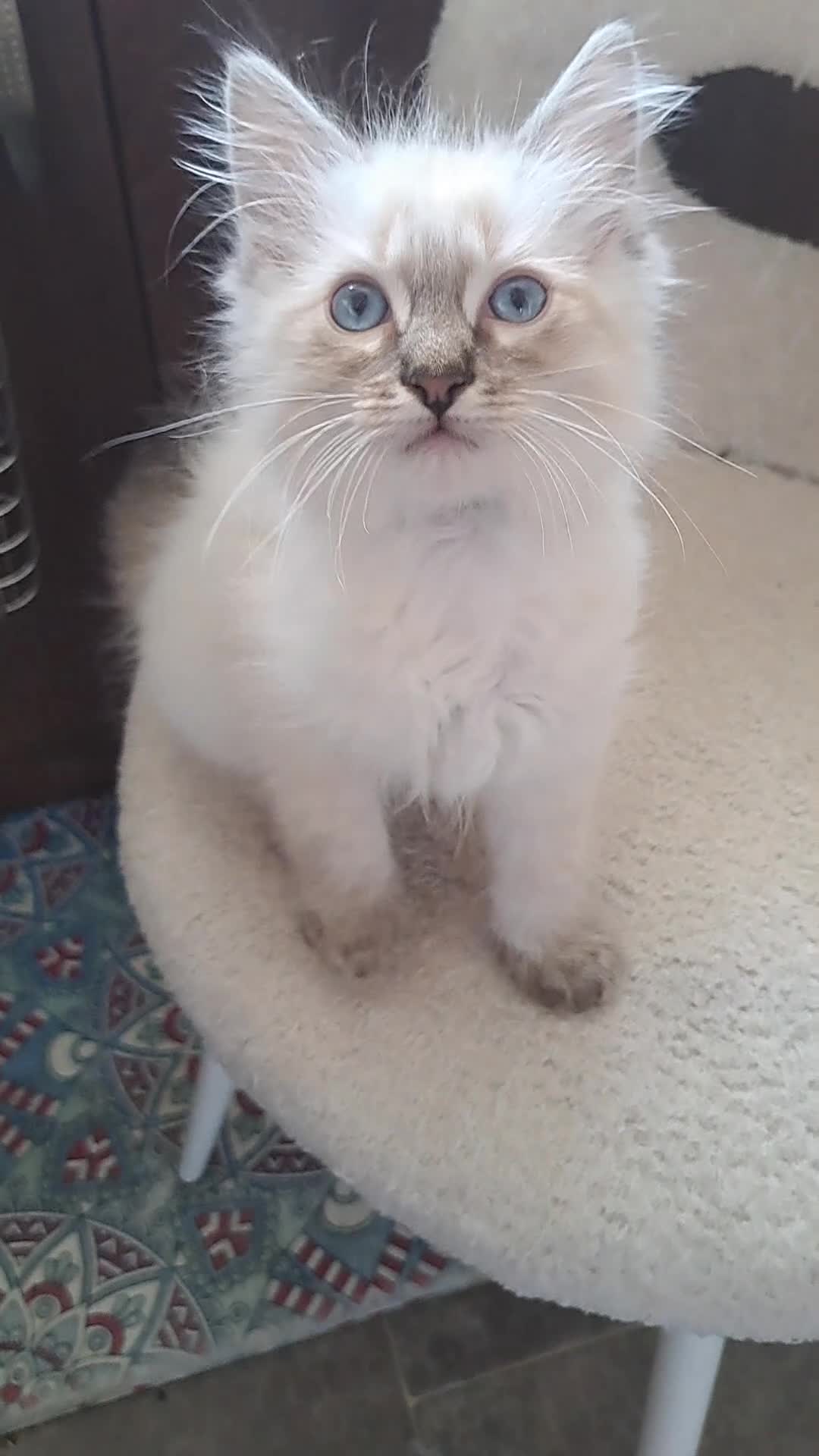 Mixed Breed cats for sale: Ragdoll/Maine coon mix kittens  - Video 2