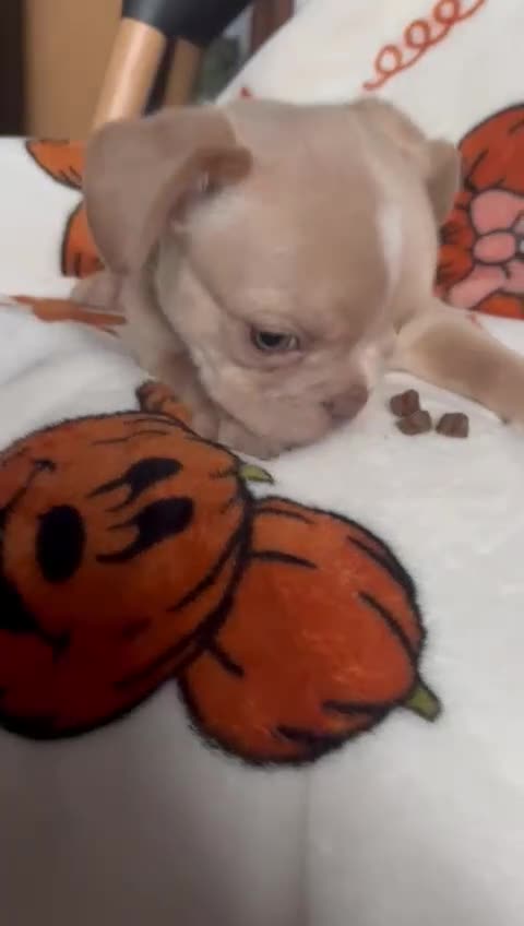 French Bulldog dogs for sale: TOP QUALITY FRENCH BULLDOGS  - Video 3