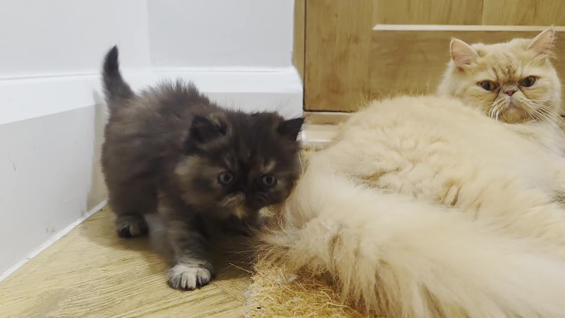 Persian cats for sale: Beautiful and Rare Purebred Persian Kittens - Video 3