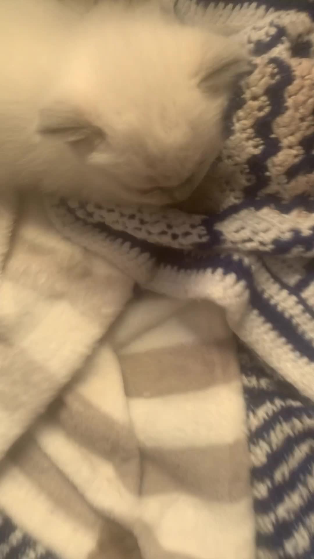Ragdoll cats for sale: Rag doll/siemese - Video 1