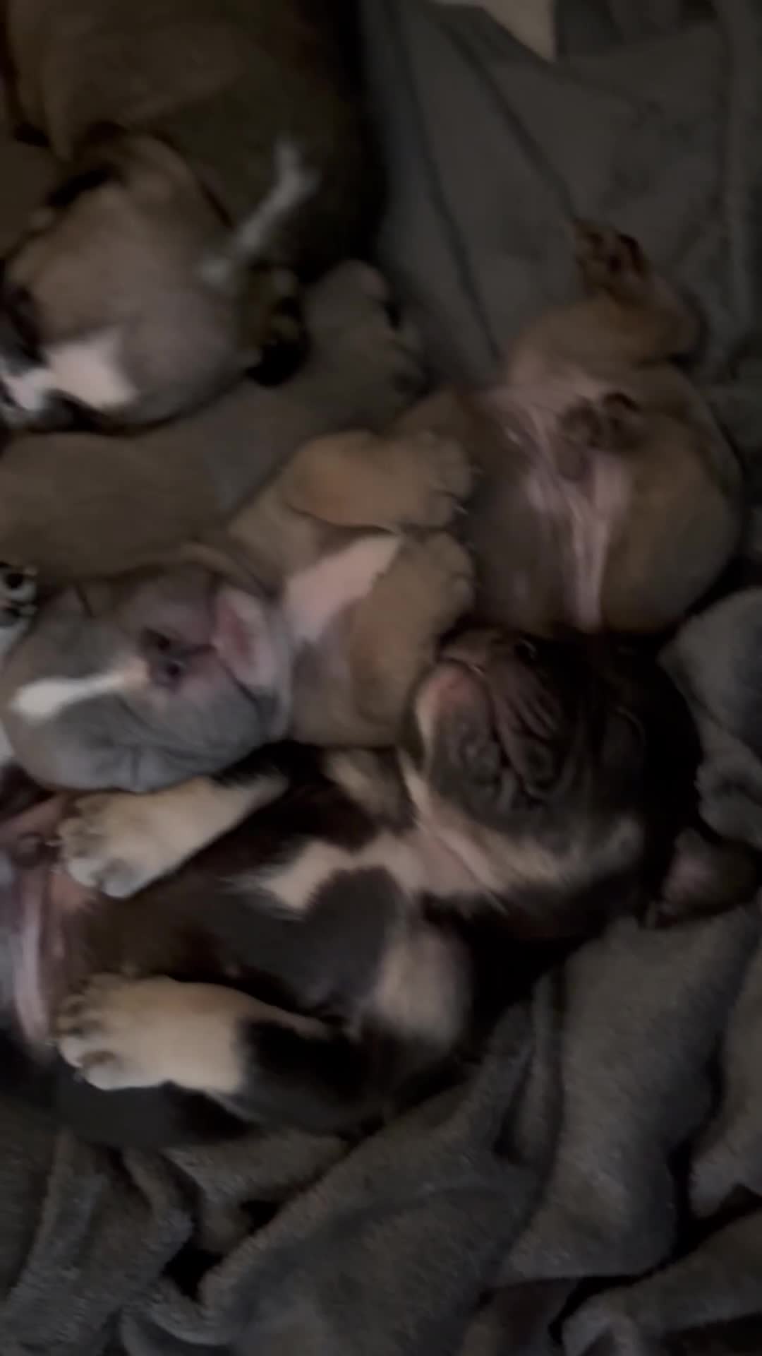 Mixed Breed dogs for sale: French bulldog x British bulldog  - Video 1