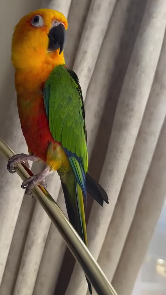 Conures birds for sale: Sun and Jenday Conures for sale in Bedford - Video 3