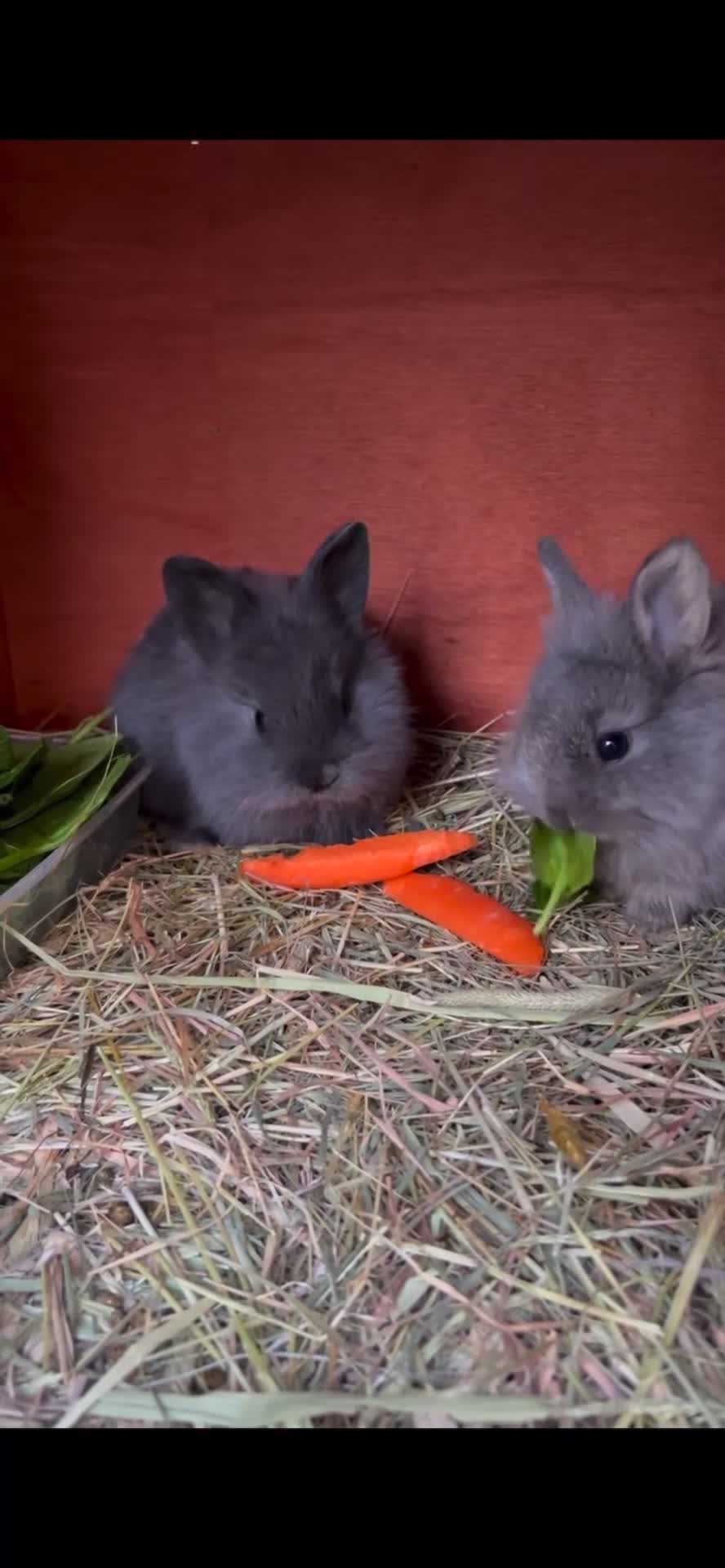 Lionhead rabbits for sale: Adorable lion head in Dukinfield - Video 1