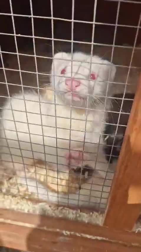 Ferret rodents for sale: 7 baby ferrets  - Video 1