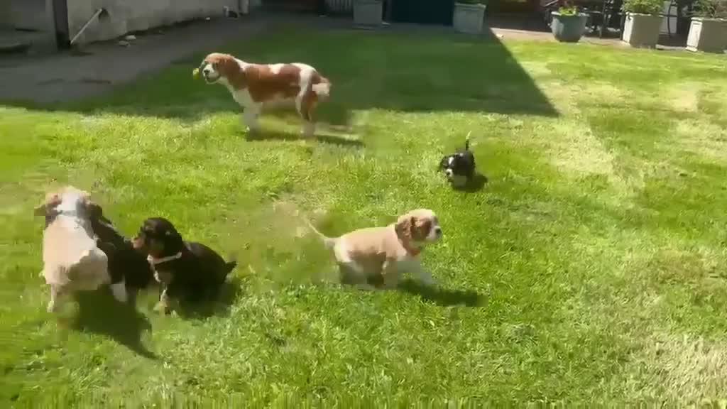 Cavalier King Charles Spaniel dogs for sale: Stunning Cavalier King Charles Puppies in Pencader - Video 1