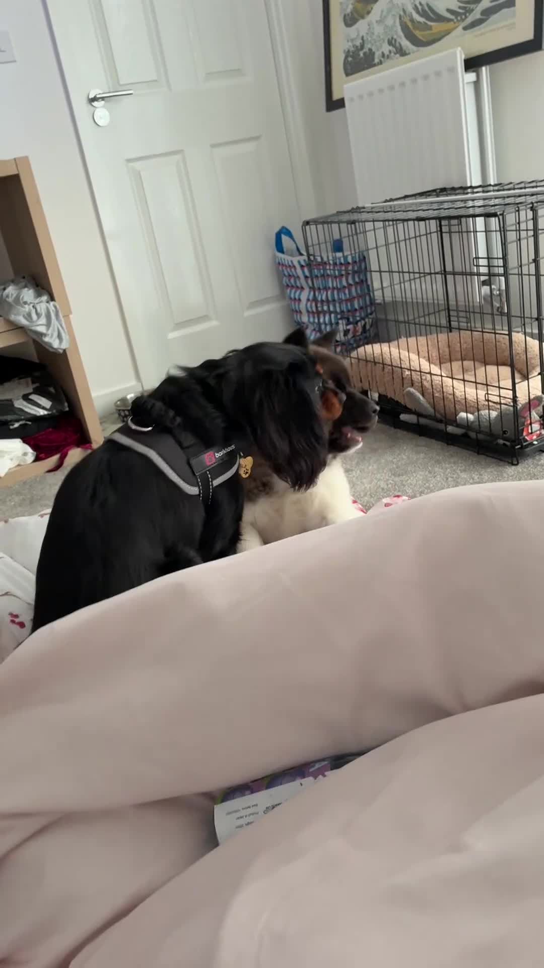 Akita dogs for sale: Likkle Sweetheart Akita Pup - Video 1