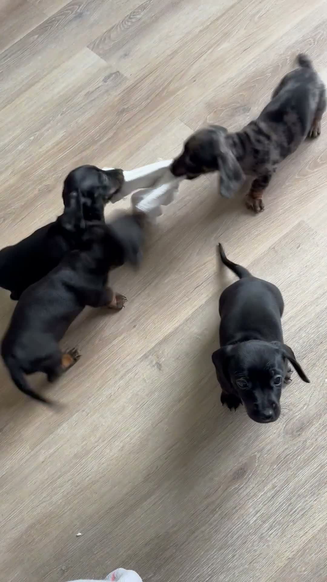 Miniature Dachshund dogs for sale: READY TO GO Stunning true mini KC Dachshund - Video 1