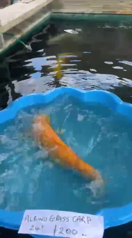 Koi Carp fish for sale: Beautiful Koi Carp looking for new home  - Video 3