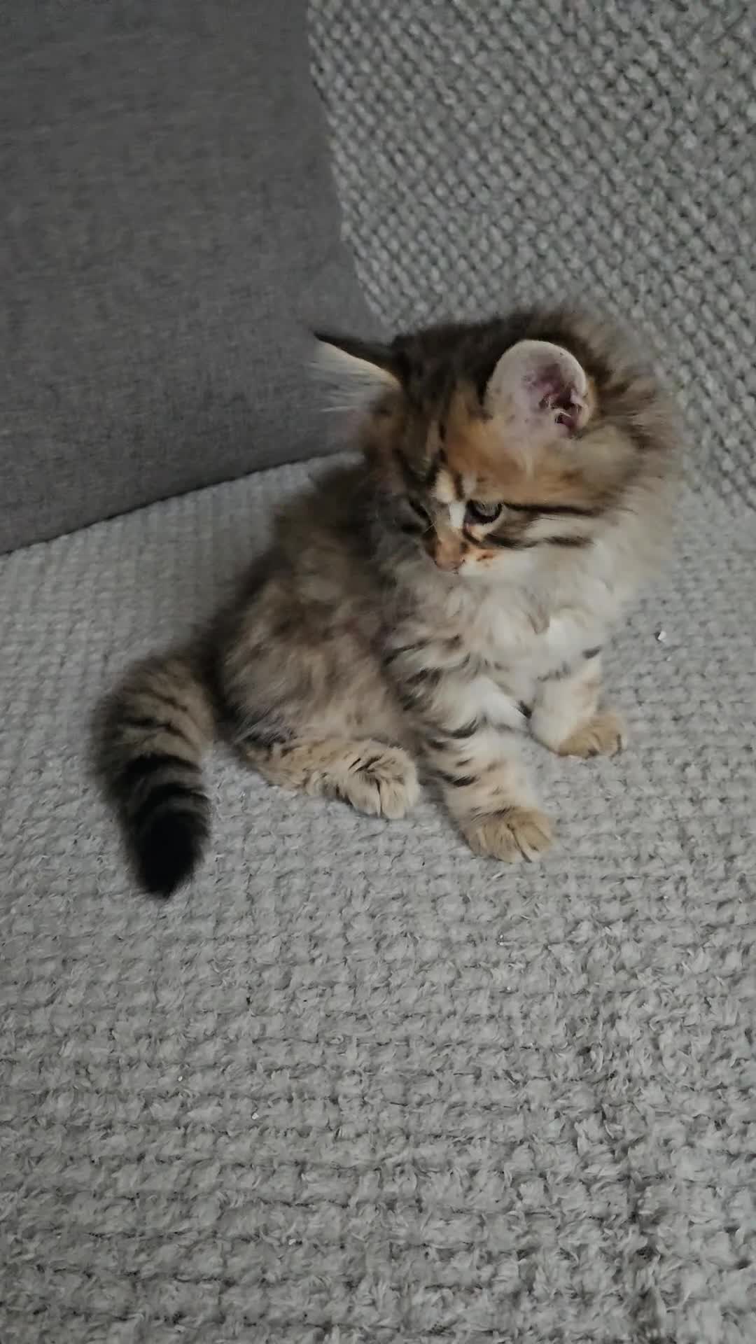 Siberian cats for sale: Pedigree Siberian Kittens from Loving Home - Video 2