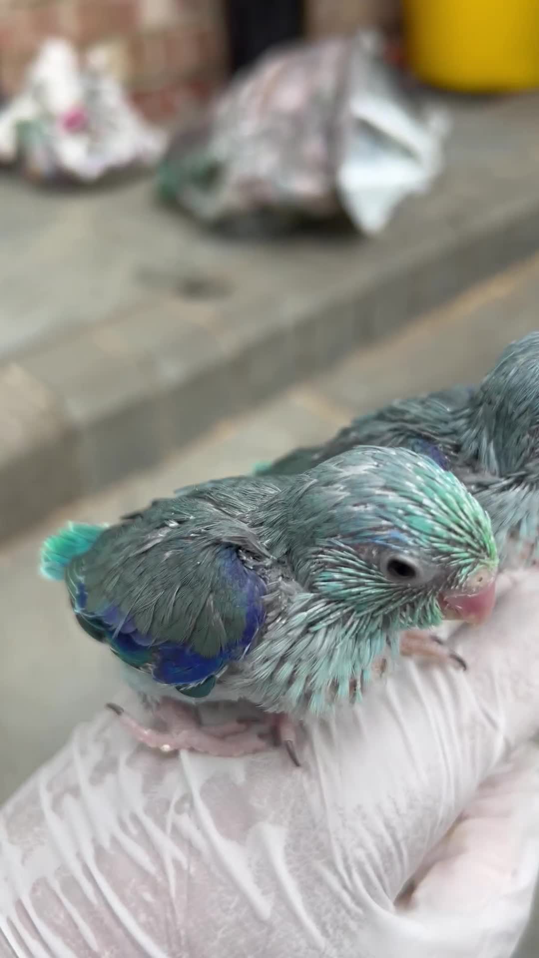 Mixed Breed birds for sale: All types Bird Avery clearance.  - Video 4