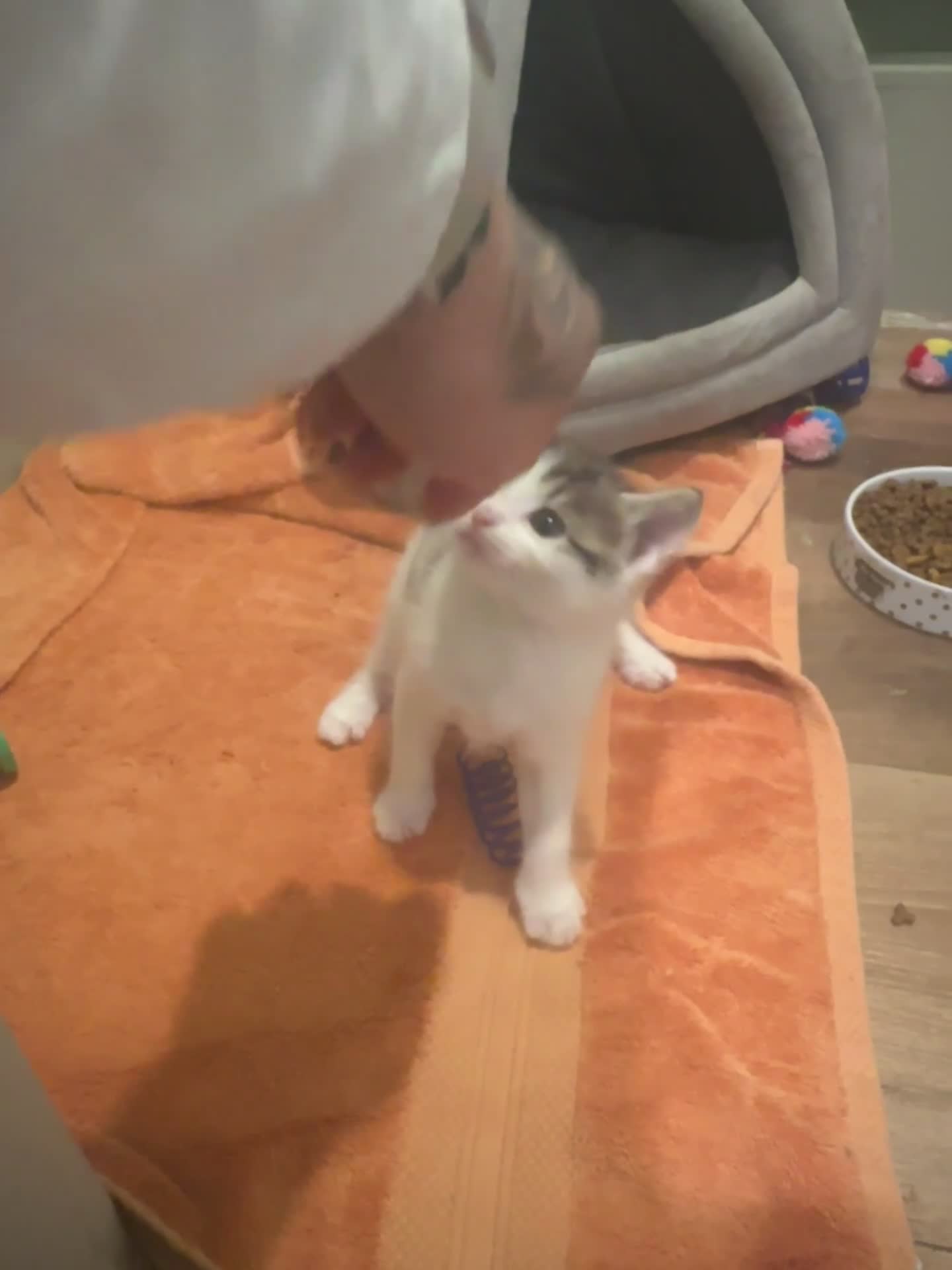 Domestic Shorthair cats for sale: LAST GIRL LOOKING FOR FOREVER HOME🌸🩷 - Video 3