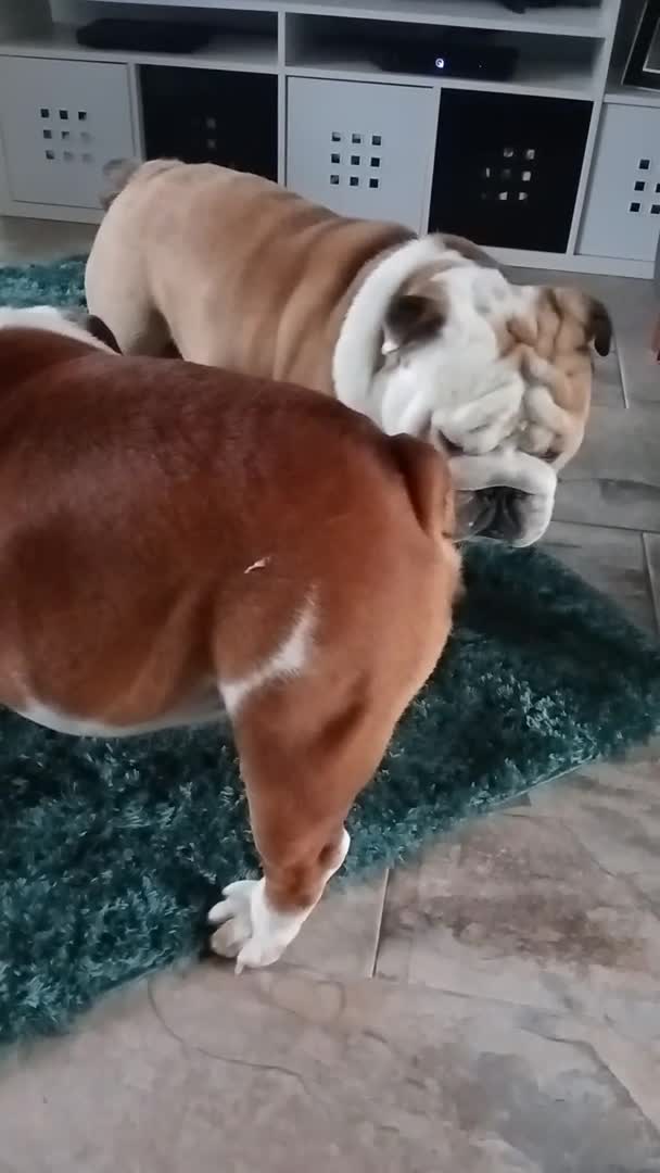 English Bulldog dogs for stud: For Stud: George (red/white) PROVEN in Brighouse - Video 3