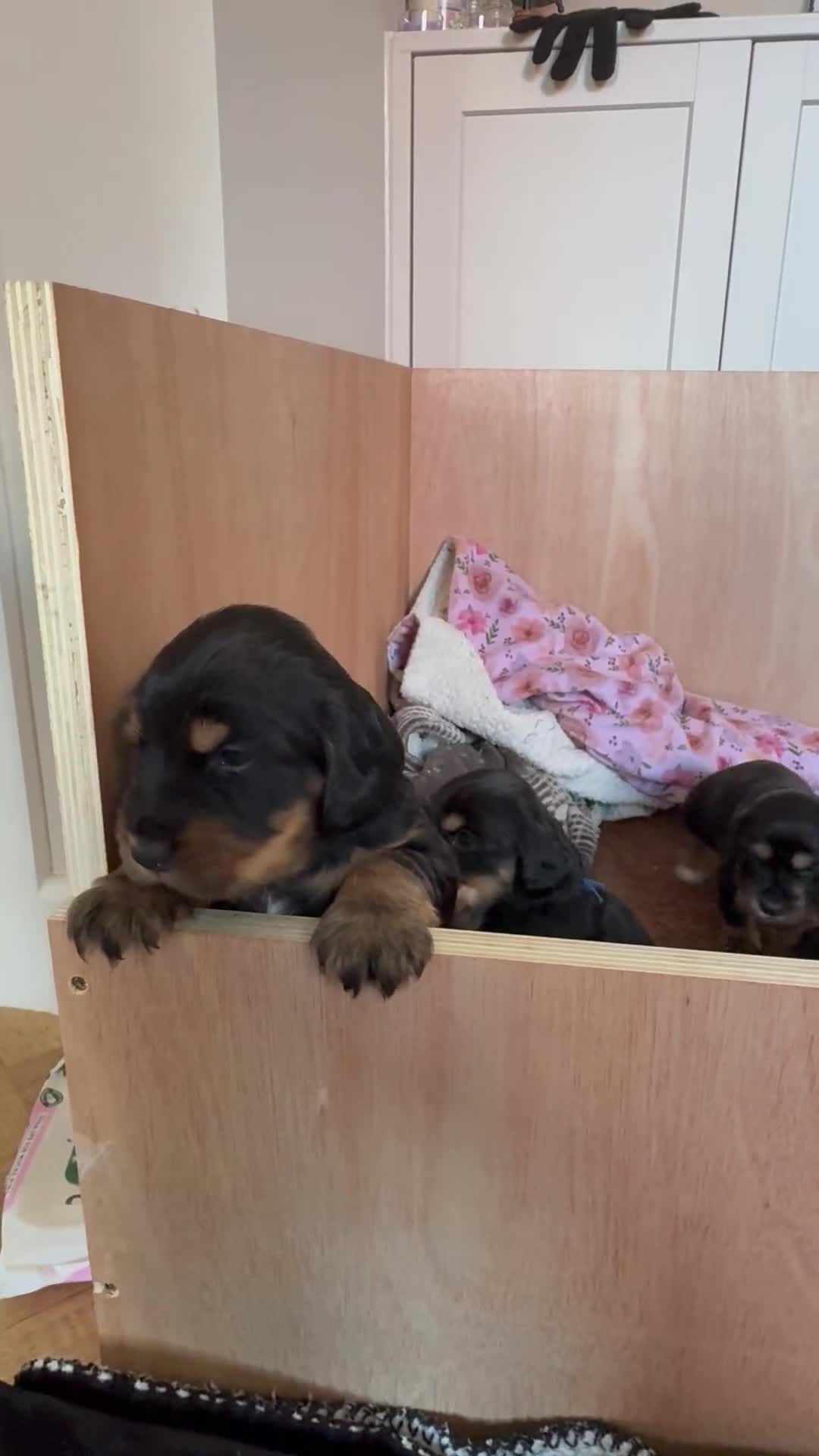 Cocker Spaniel dogs for sale: Beautiful KC Registered- Cocker Spaniel Pups   - Video 4