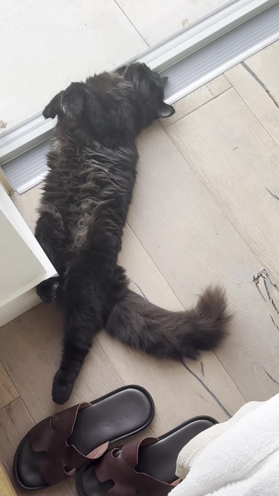 Siberian cats for sale: Affectionate Siberian-Mix Kitten (12 Months) - Video 3