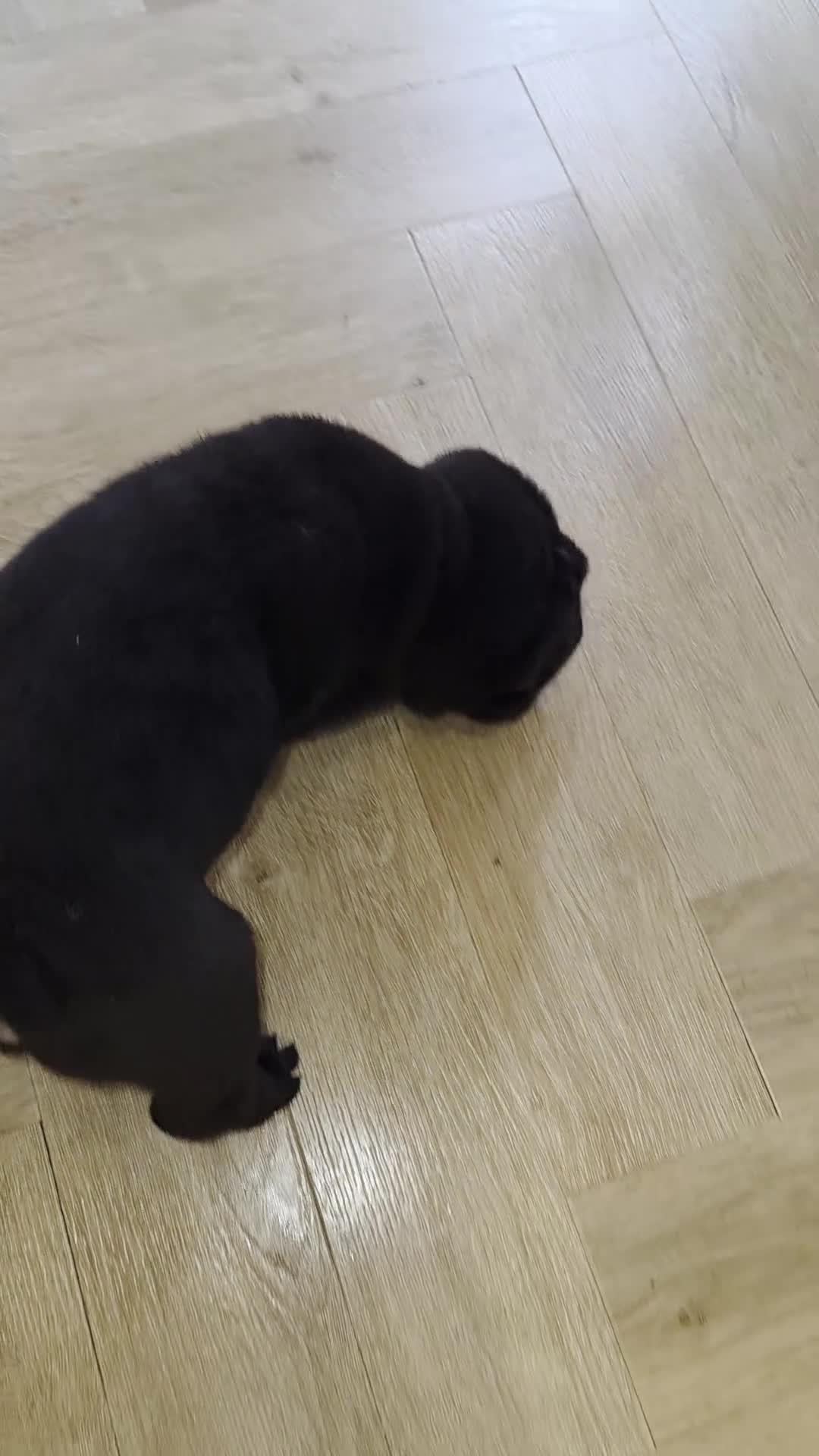 Shar Pei dogs for sale: Shar pei pups  - Video 1