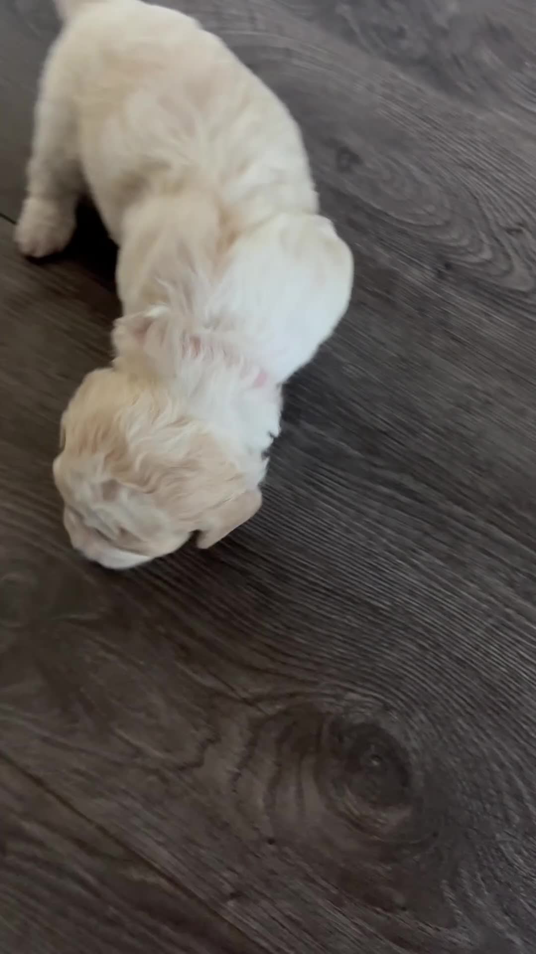 Malshi dogs for sale: Malshi puppies - Video 1