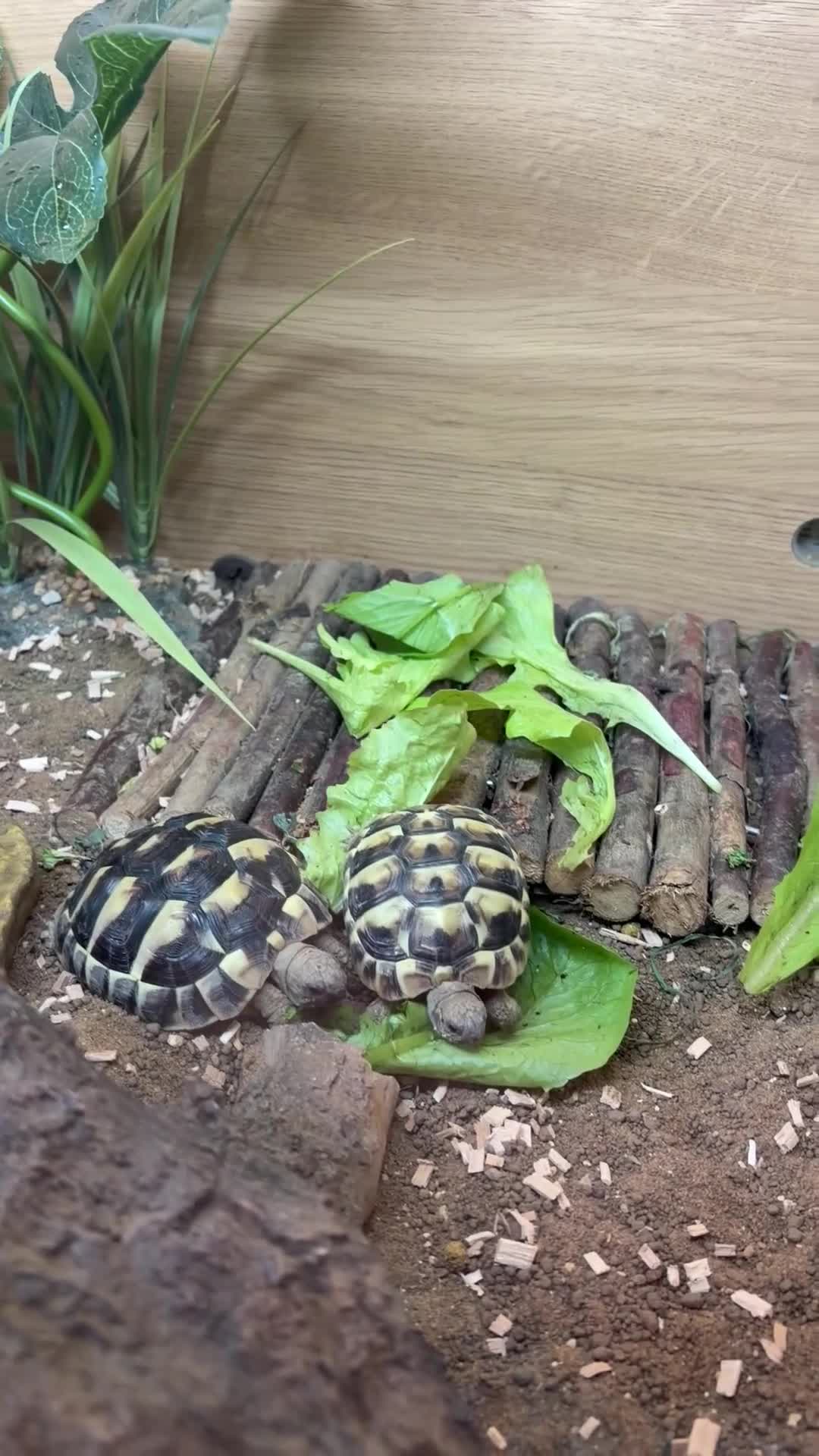 Hermann Tortoise reptiles for sale: Hermann tortoise  in Daventry - Video 1