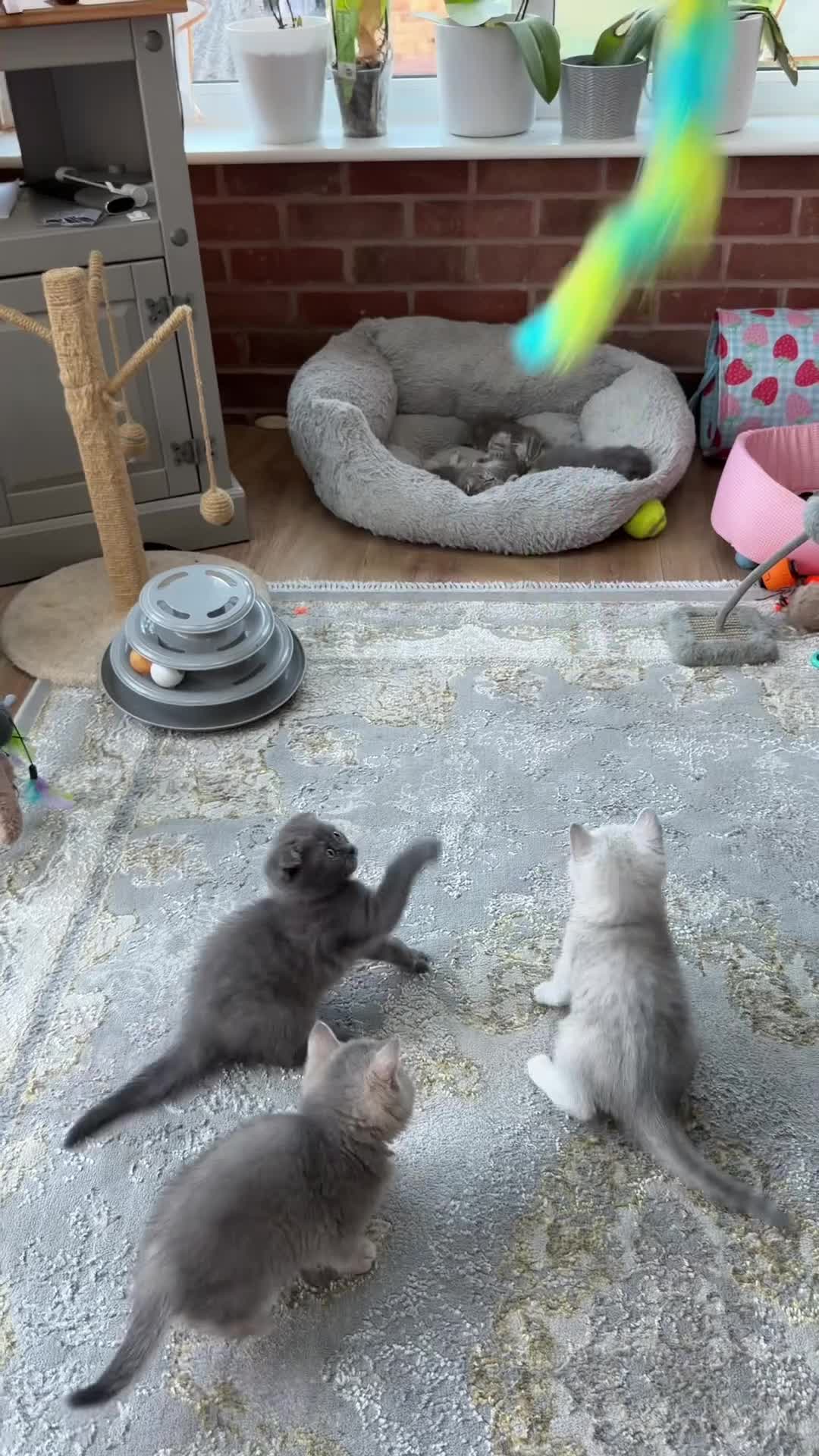 Scottish Fold cats for sale: Last two girls ❤️Lovely scotish kittens💕💕💕 - Video 4