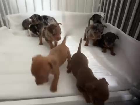 Jack Russell dogs for sale: 9 Jack Russel merles - Video 1