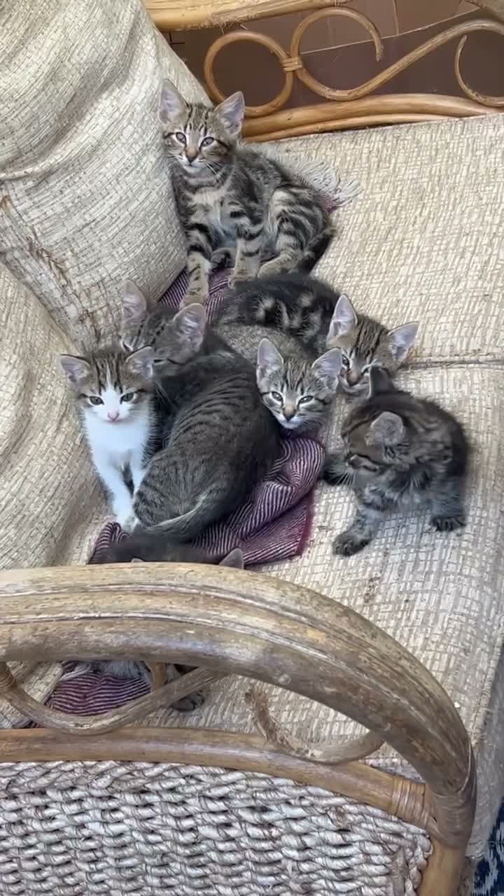 Mixed Breed cats for sale: A selection of bundles of fur !  - Video 1