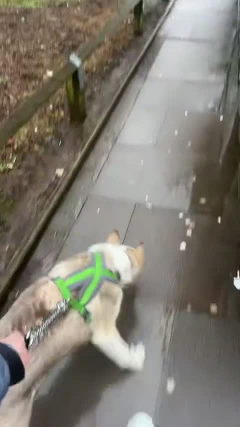 Siberian Husky dogs for sale: 6month old Male Siberian Husky - Video 1