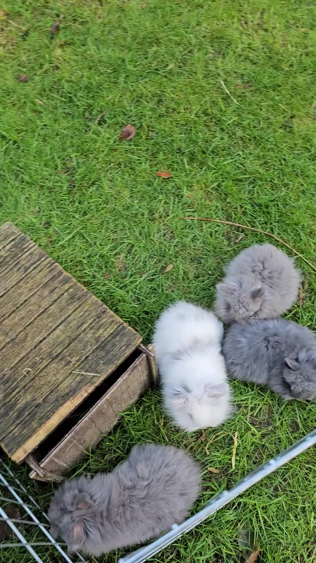 Lionhead rabbits for sale: 5 Beautiful Lion Head Babies - Video 1