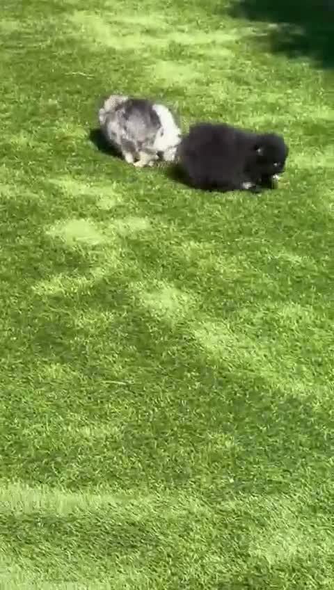 Pomeranian dogs for sale: Stunning litter of pedigree Pomeranians.  - Video 1